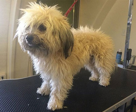 Dog Grooming Sunland Park, Chaparral, NM