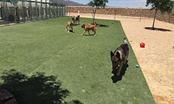 Dog Training El Paso TX