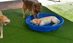 Doggie Grooming El Paso TX