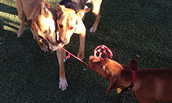 Doggie Boarding El Paso TX