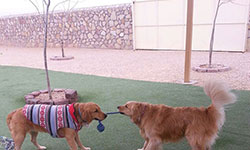 Dog Training El Paso TX