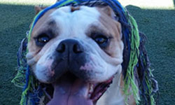 Doggie Grooming Horizon City TX