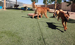Dog Grooming El Paso TX