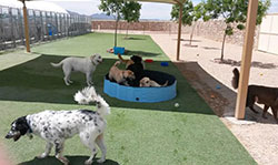 Pet Boarding El Paso TX