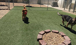 Pet Grooming El Paso TX