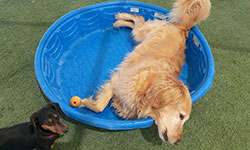 Dog Daycare El Paso TX