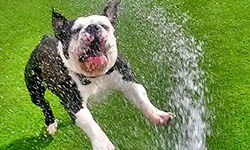 Dog Grooming Horizon City TX