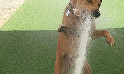 Dog Daycare Horizon City TX